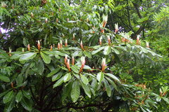 Magnoliopsida