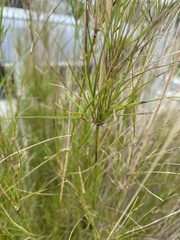 Austrostipa verticillata