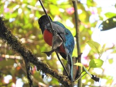 Trogon collaris