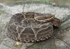 Bothrops jonathani