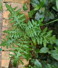 Galactites tomentosus
