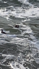 Melanitta perspicillata