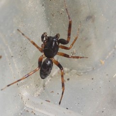 Battalus wallum
