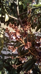 Andira