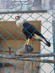 Caracara