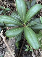 Myrsinoideae
