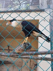 Caracara