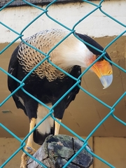 Caracara