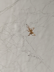 Parasteatoda tepidariorum