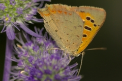 Lycaena phlaeas