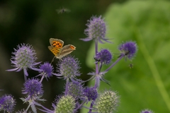 Lycaena phlaeas