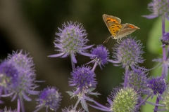 Lycaena phlaeas