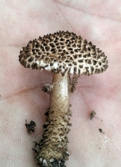 Lepiota jacobi