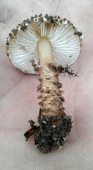 Lepiota jacobi