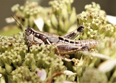 Phaedrotettix dumicola