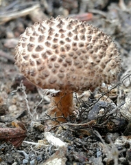 Lepiota jacobi