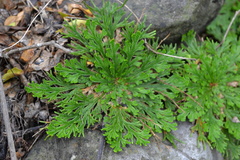 Selaginellaceae