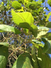 Alchornea glandulosa