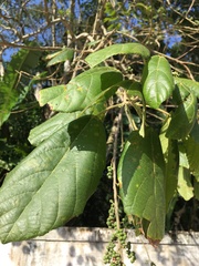 Alchornea glandulosa