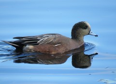 American Wigeon photo 4