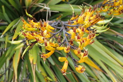 Phormium cookianum
