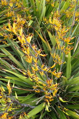 Phormium cookianum