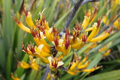 Phormium cookianum