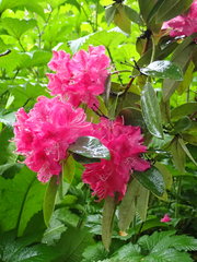 Rhododendron