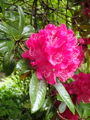 Rhododendron
