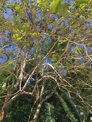 Alchornea glandulosa