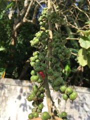 Alchornea glandulosa