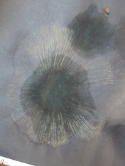 Lactarius pallidiolivaceus