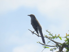 Mimus gundlachii