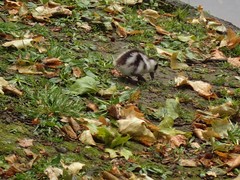 Tadorna variegata
