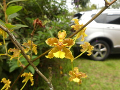 Oncidium lineoligerum
