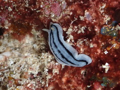 Phyllidiopsis xishaensis