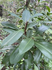 Myrsinoideae