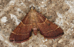 Persicoptera aglaopa