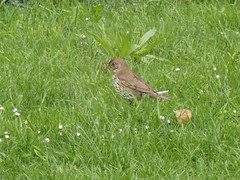 Turdus philomelos clarkei