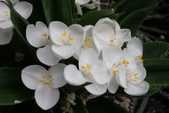 Weldenia candida