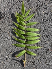 Sorbaria sorbifolia