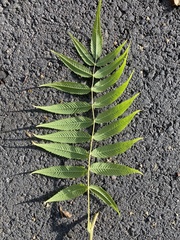Sorbaria sorbifolia