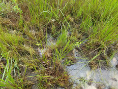 Cyperus pseudovegetus