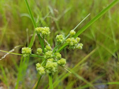 Cyperus pseudovegetus