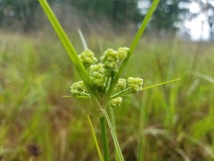 Cyperus pseudovegetus