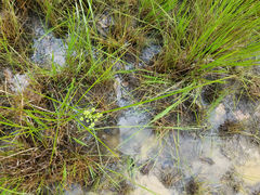 Cyperus pseudovegetus