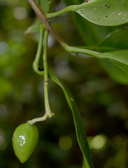 Pitaviaster haplophyllus