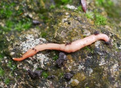 Arthurdendyus testaceus