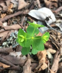 Euphorbia ouachitana