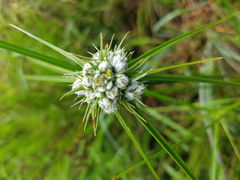 Cyperus pseudovegetus